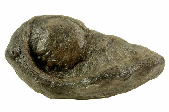 Fossil Whale Ear Bone - Miocene #69665